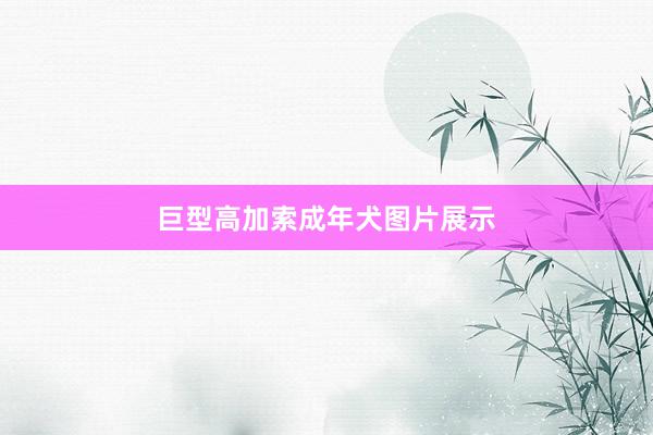 巨型高加索成年犬图片展示
